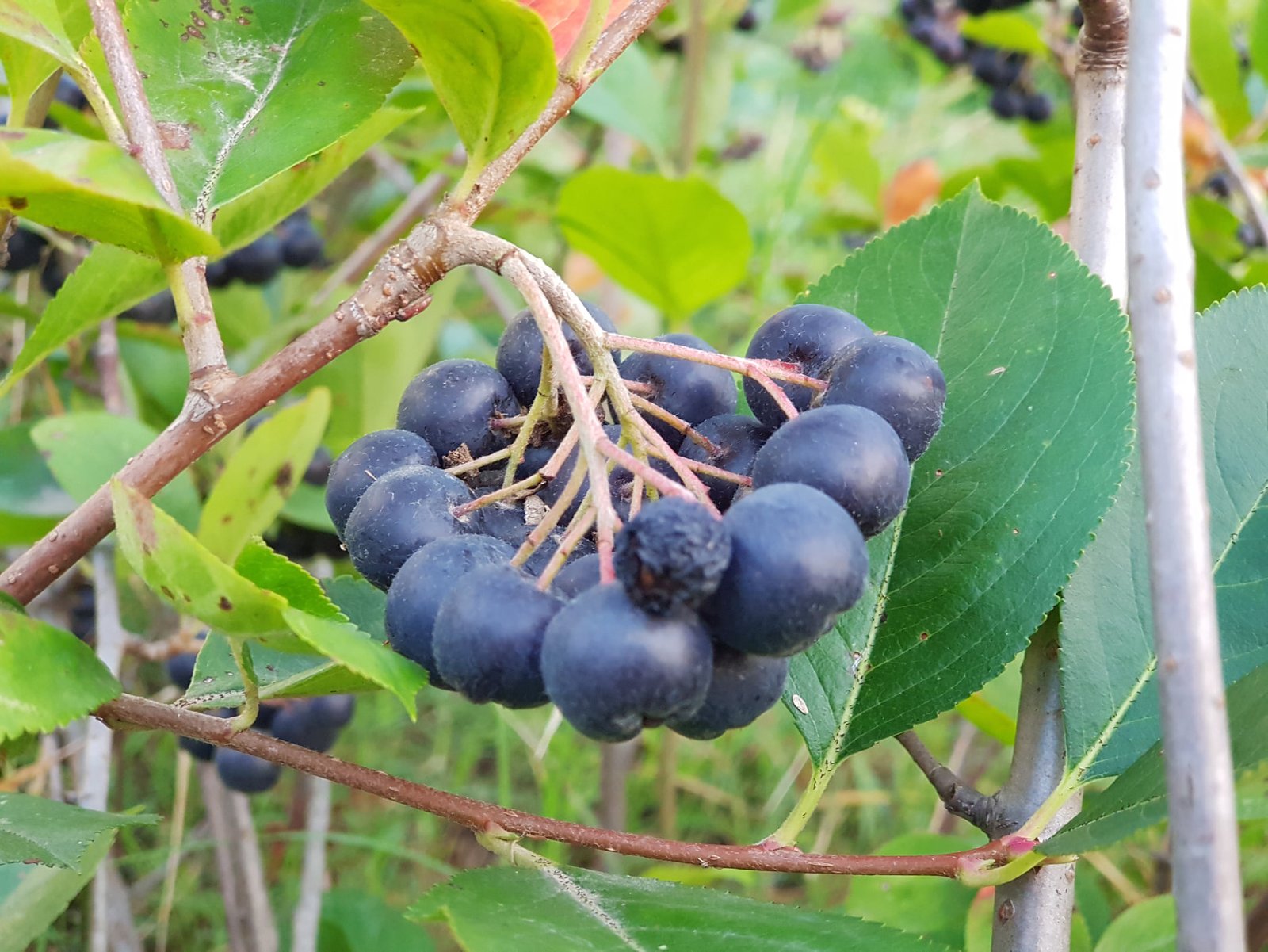 ARONYA KOOPERATİFİ FİYATLARINI AÇIKLADI