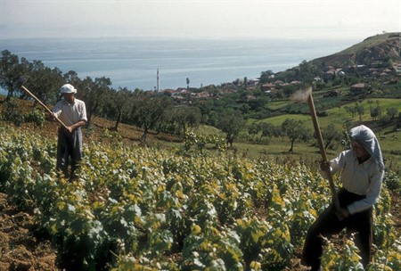 1956 YILINDA KORUKÖYLÜ ÇİFTÇİLER