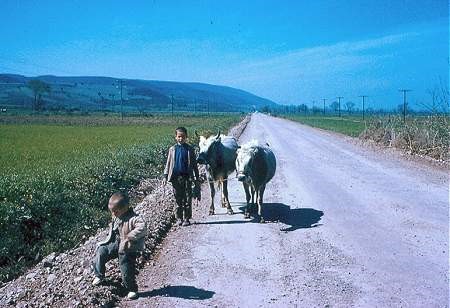 1961 YILINDA YALOVA ÇİFTLİKKÖY KARAYOLU