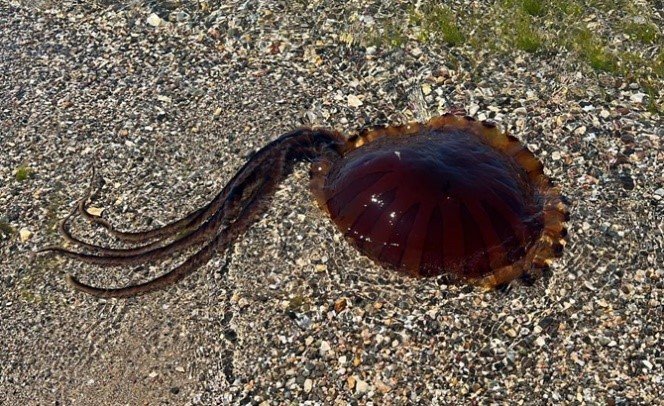 YALOVA'DA PUSULA DENİZANASI UYARISI