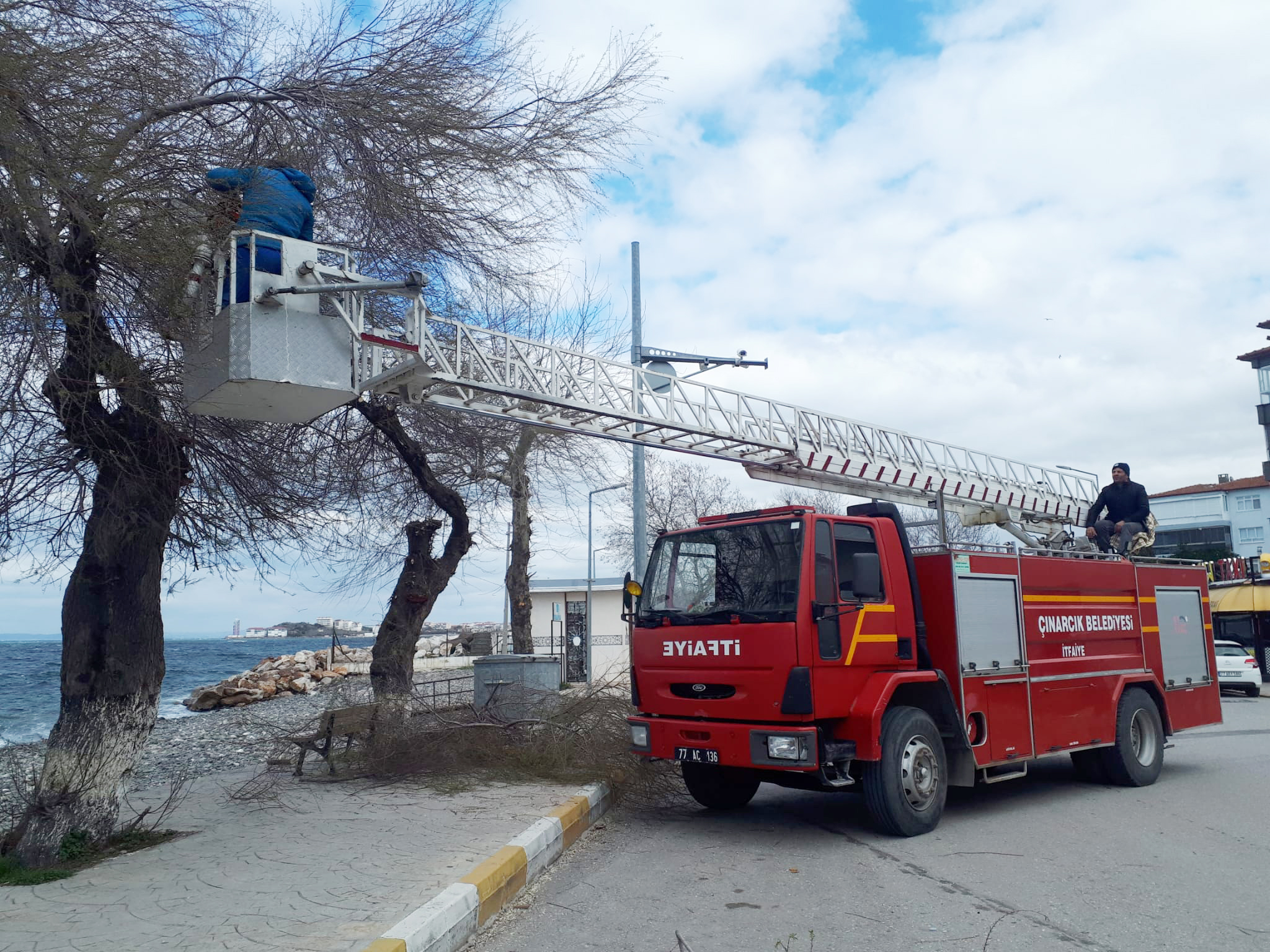 ÇINARCIK'DA AĞAÇ BUDAMA ÇALIŞMASI