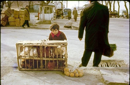 1970 YILINDA PAZARDA TAVUK SATAN ÇOCUK