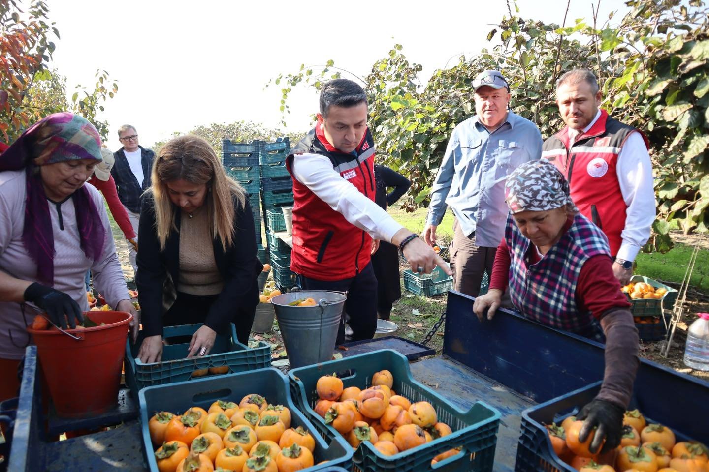 TRABZON HURMASI HASADI BAŞLADI