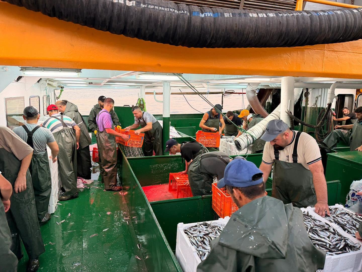 YALOVA'DA 1 GÜNDE 4.670 KASA HAMSİ...