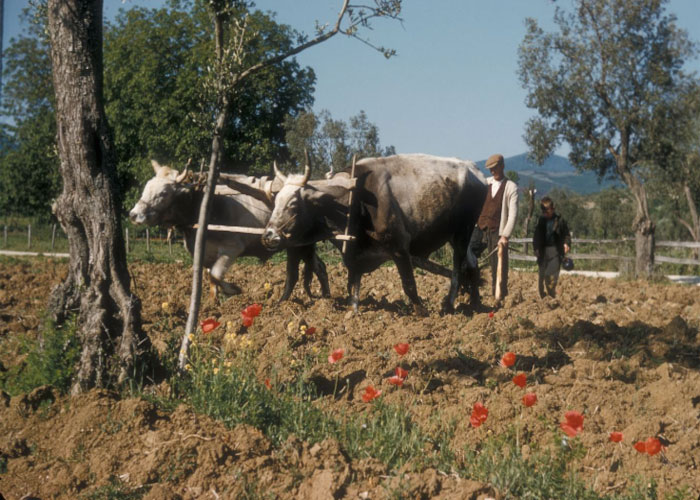 1958 YILINDA AKKÖY'DE TARLADA ÇALIŞANLAR