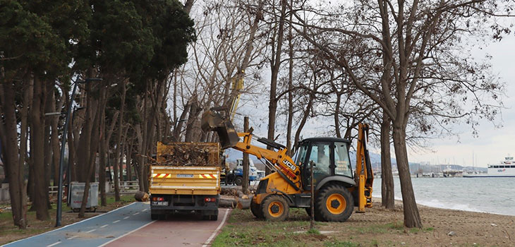 ZARAR GÖREN AĞAÇLARIN YERİNE YENİ FİDAN