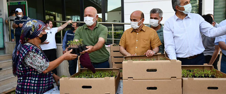 ALTINOVA'DA VATANDAŞLARA FİDE DAĞITILDI