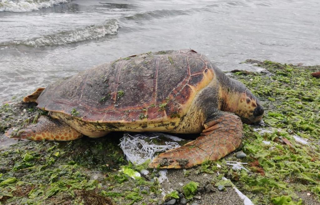 ALTINOVA PLAJINA CARETTA CARETTA VURDU