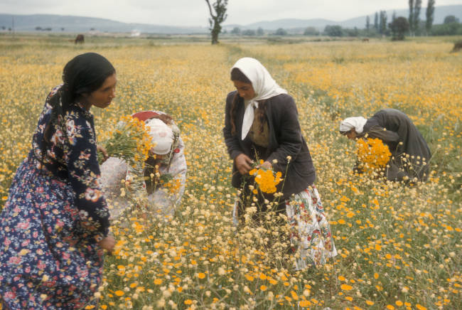 1956 YILI YALOVA PAPATYA TOPLAMA HASADI