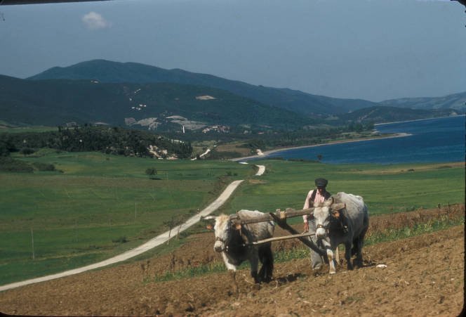 1958 YILINDA AKKÖY'DE TARLADA ÇALIŞANLAR