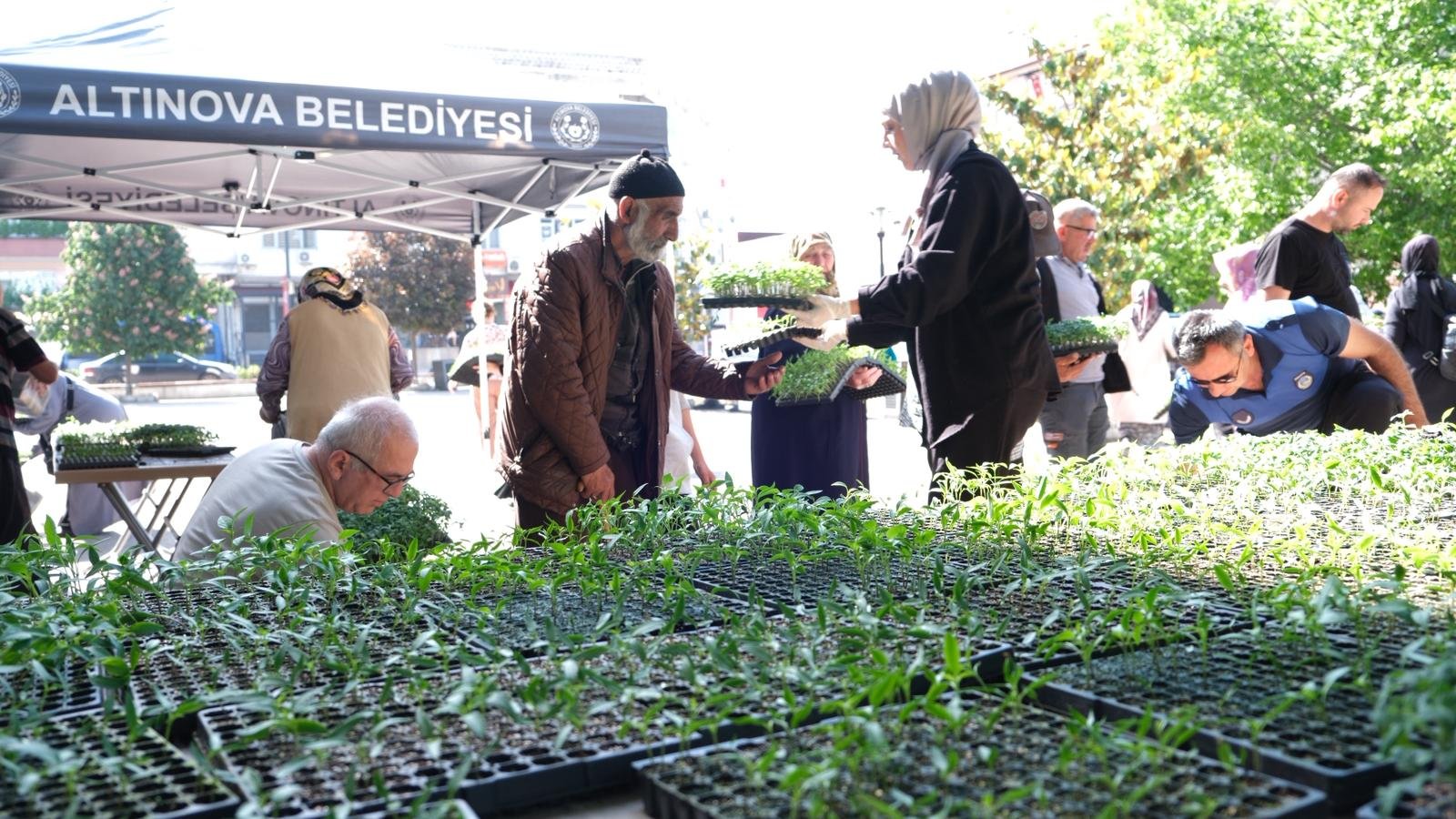 ALTINOVA'DA 20 BİN ATA FİDANI DAĞITILDI