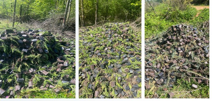 PAŞAKENT'TE YÜZLERCE FİDAN ÇÖPE ATILMIŞ