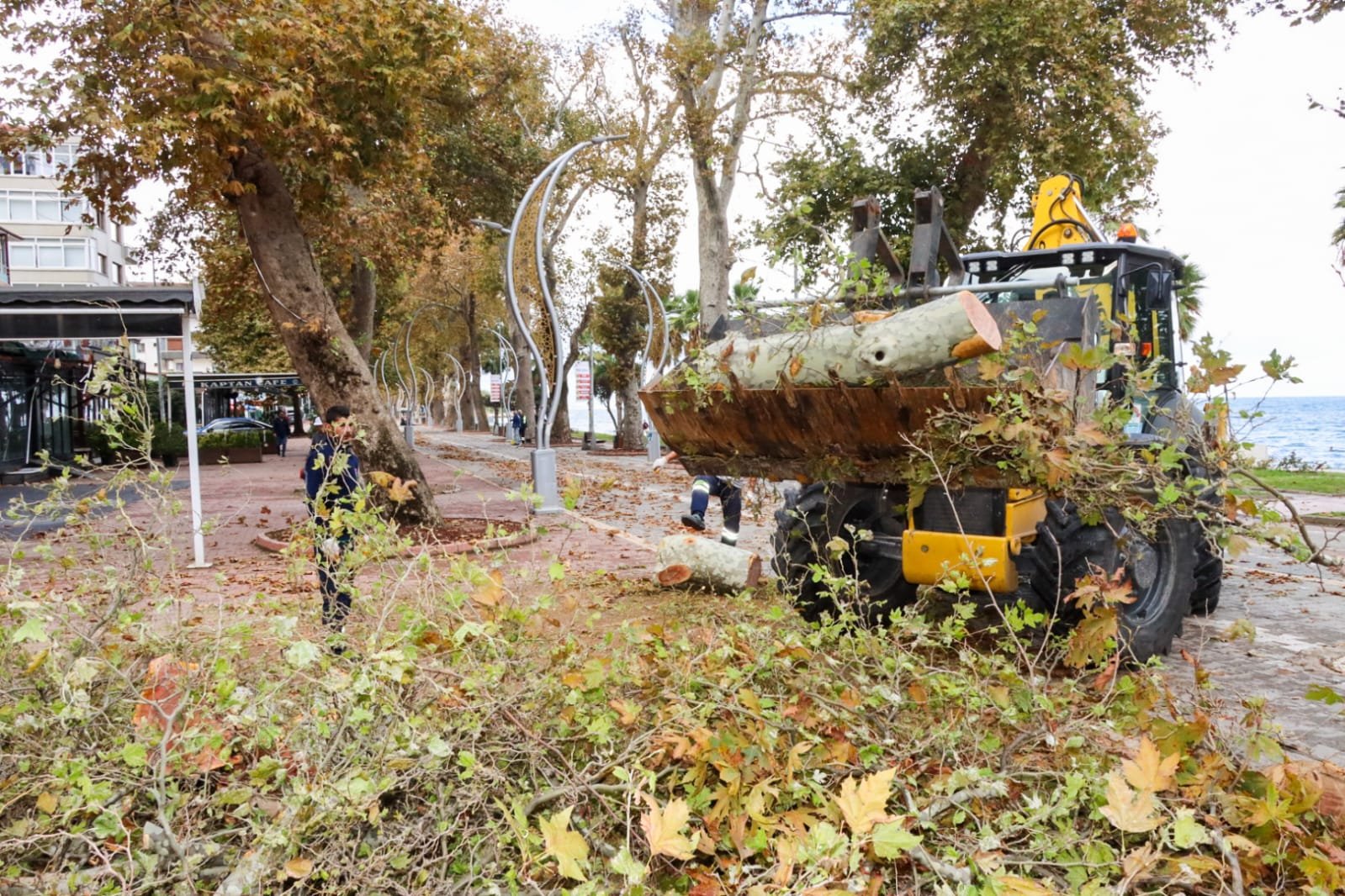 ANIT AĞAÇLARIN BAKIM ÇALIŞMASI SÜRÜYOR