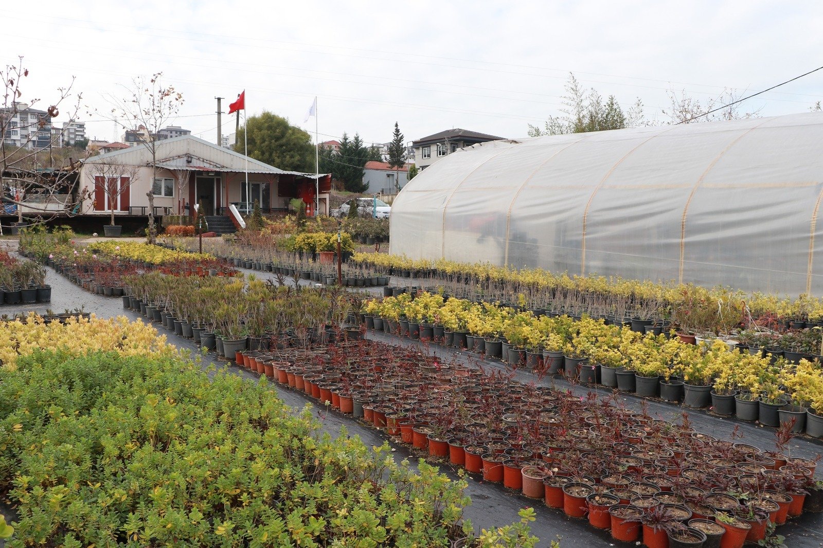 ÇİFTLİKKÖY PEYZAJ BİTKİ ÜRETİMİNE DEVAM