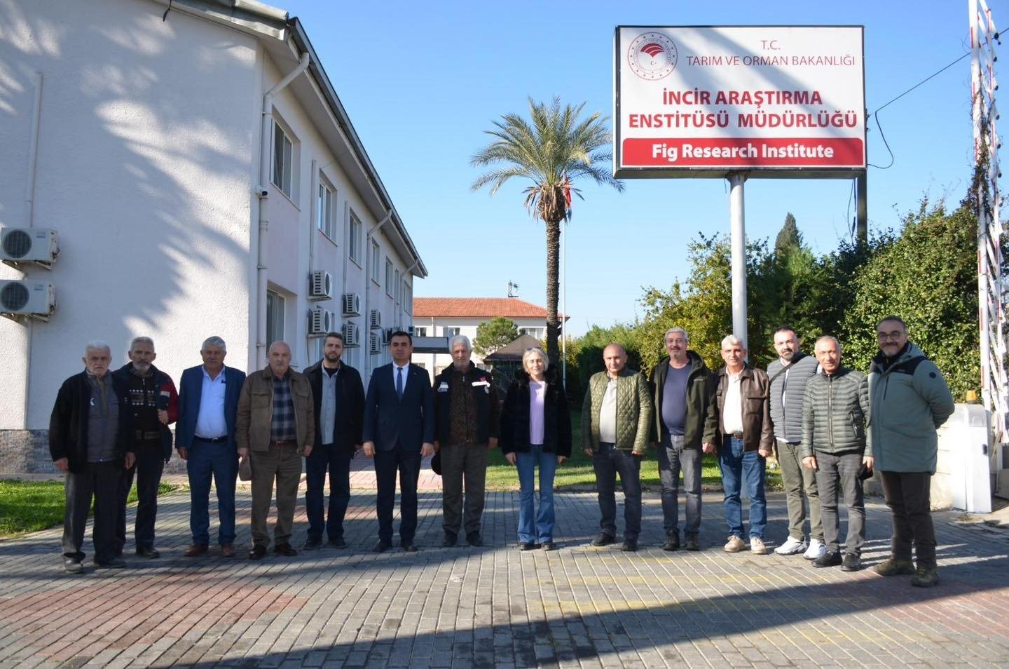 ÇINARCIK'TA KİVİ OLMADI İNCİR OLSUN