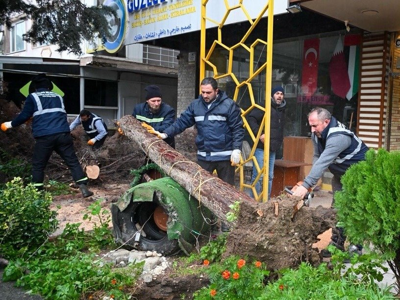 YALOVA'DA FIRTINA AĞAÇLARI DEVİRDİ