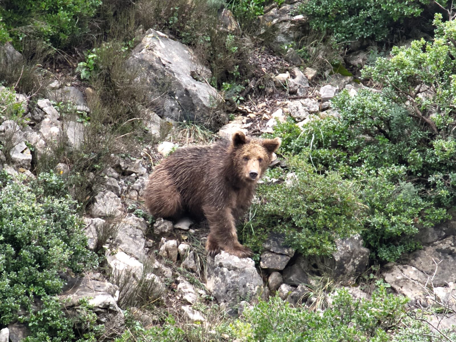 PAŞAKENT ORMANINDA AYININ KEYFİ KAÇTI