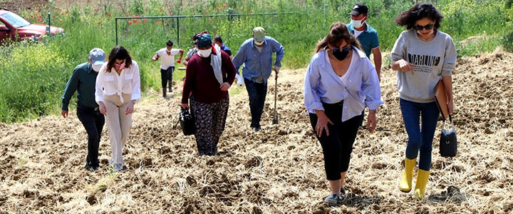 KADIN ÇİFTÇİLER LAVANTA, LİMONOTU DİKTİ