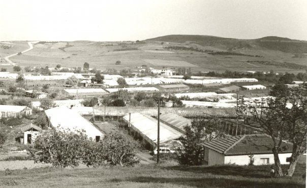 1960 YILINDA KORUKÖY'DE ÇİÇEK SERALARI