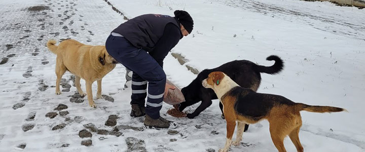 YALOVA’DA 3 GÜNDE 850 KG MAMA DAĞITILDI