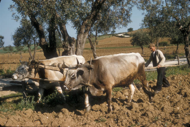 1956 YILI ÇINARCIK'DA KARASABANLI KÖYLÜ