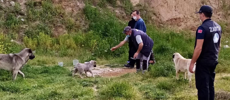 ÇINARCIK'DA SOKAK HAYVANI UNUTULMADI