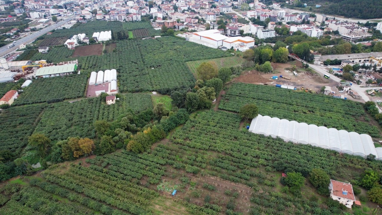 ALTINOVA KİVİSİ YURT DIŞI PAZARINA AÇILDI