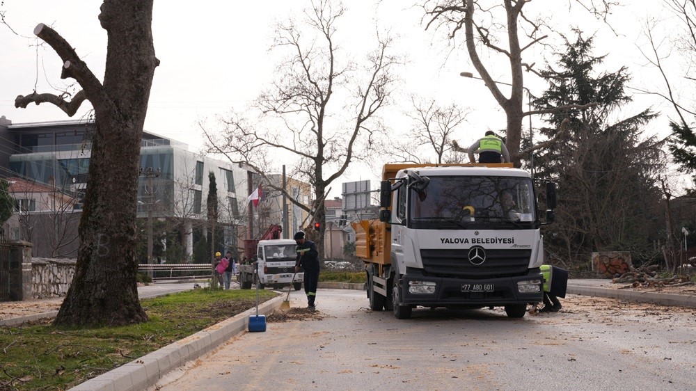 TARİHİ ÇINAR AĞAÇLARA BAKIM YAPILDI