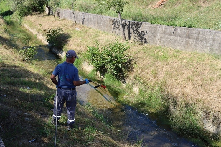 YALOVA'DA LARVA İLE MÜCADELE SÜRÜYOR