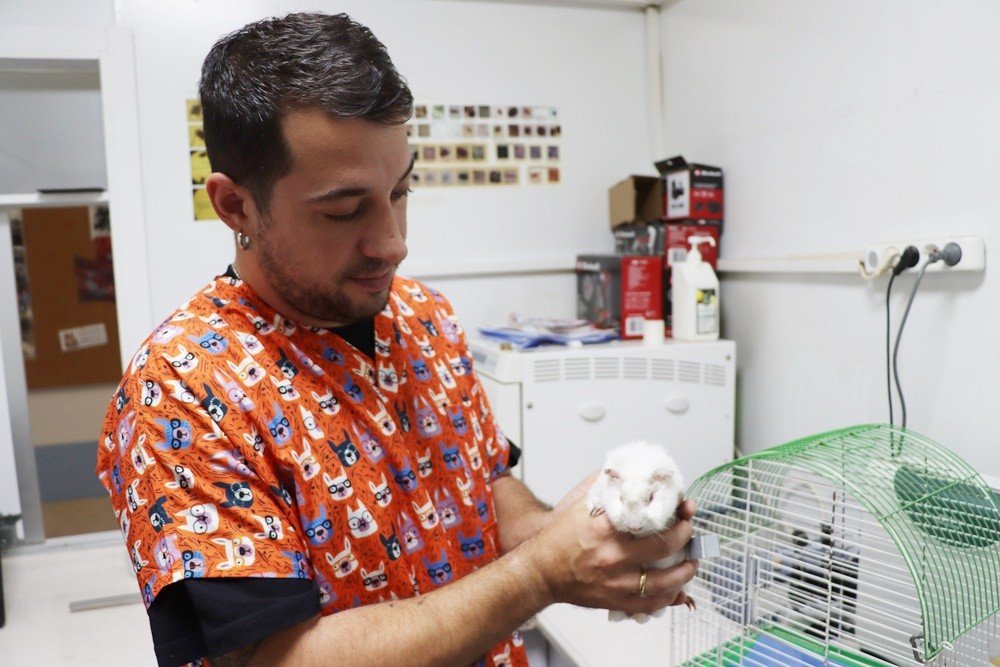 GİNEPİG SAHİPLENİLMEYİ BEKLİYOR