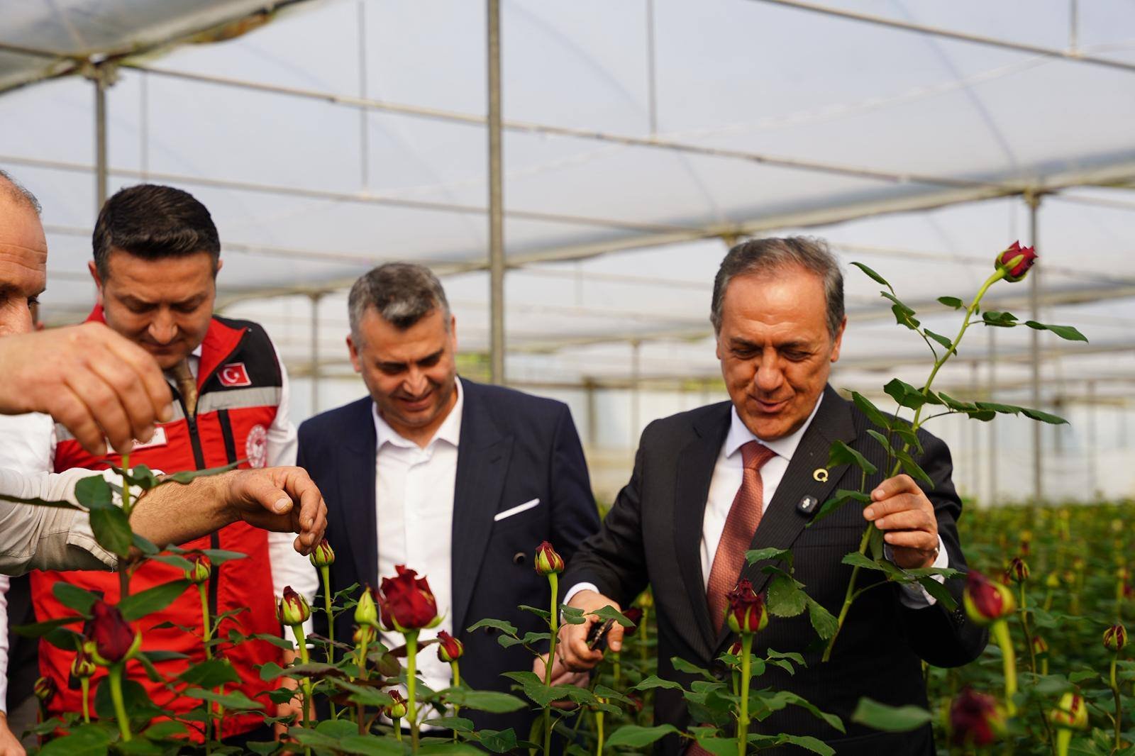 VALİ USTA KADIKÖY'DE GÜL HASADINDA