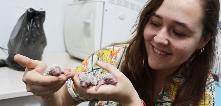 ANNESİZ 3 YAVRU KİRPİ ÖZEL  BAKILIYOR