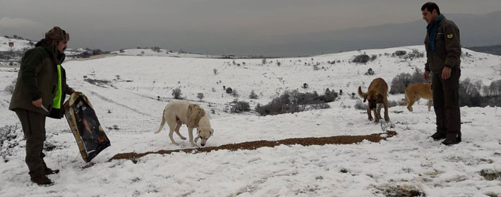 SOKAK VE YABAN HAYVANLARI İÇİN YEMLEME 