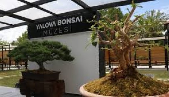 YALOVA BONSAİ MÜZESİ