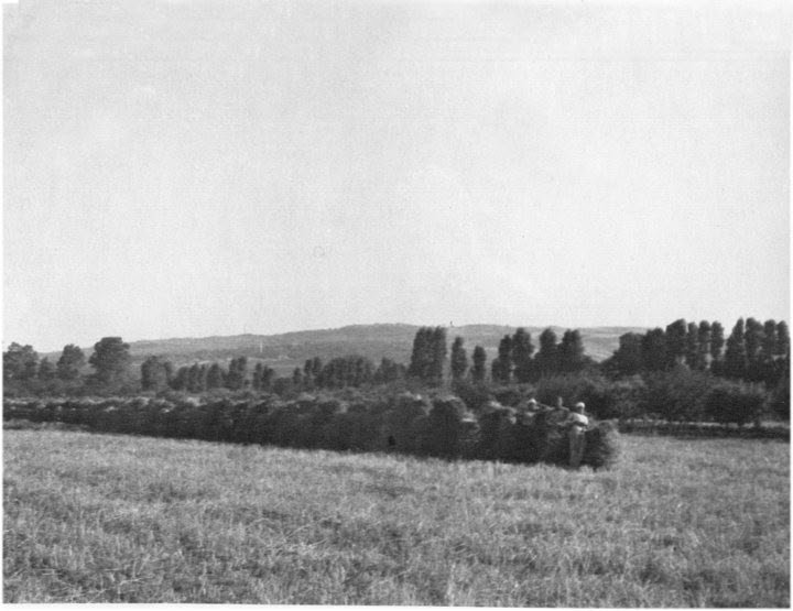 subaşın